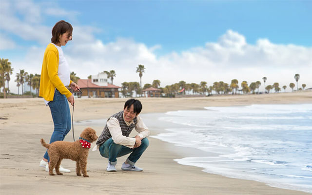 宮崎県のシーガイア・フォレスト・コテージ｜青空の下、広々とした砂浜を愛犬（トイプードル）と一緒に散歩するカップル。背景にはパームツリーが並ぶ。