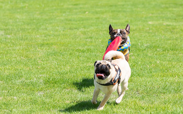 千葉県のWAN わん CRUX｜陽光が降り注ぐ芝生のドッグランで、フリスビーをくわえたフレンチブルドッグをパグが追いかけて走る様子。