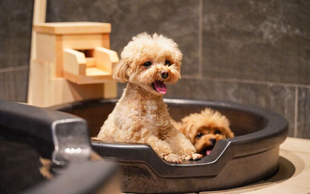 神奈川県のゆるり箱根withDOGS｜温泉宿にある犬専用の浴槽で、気持ちよさそうに入浴する2頭のトイプードル。背後には木製の湯口があり、本格的な温泉の雰囲気が漂っている。
