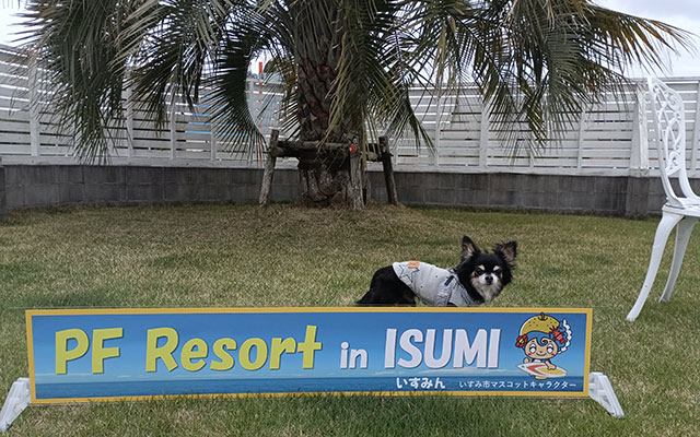 千葉県いすみ市の愛犬同伴専門リゾート「PFリゾート・シエル」の芝生庭でポーズをとるチワワとヤシの木
