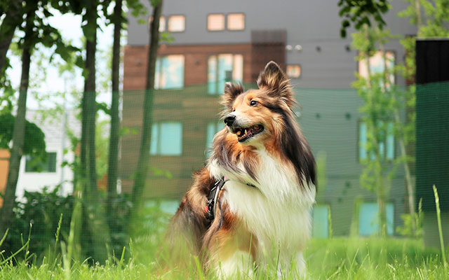 北海道・ニセコ・留寿都にある愛犬と泊まれる宿「スノードッグビレッジ」｜夏休みの北海道旅行で、緑豊かな芝生のドッグランに座り、笑顔で見上げるシェルティー（シェットランド・シープドッグ）の犬
