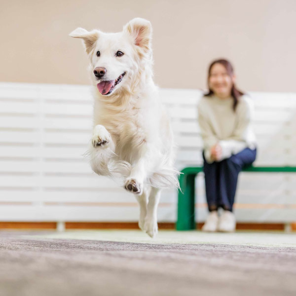 栃木県の犬と泊まれる宿「わんわんパラダイスプレミア塩原」の屋内ドッグラン・室内ドッグラン