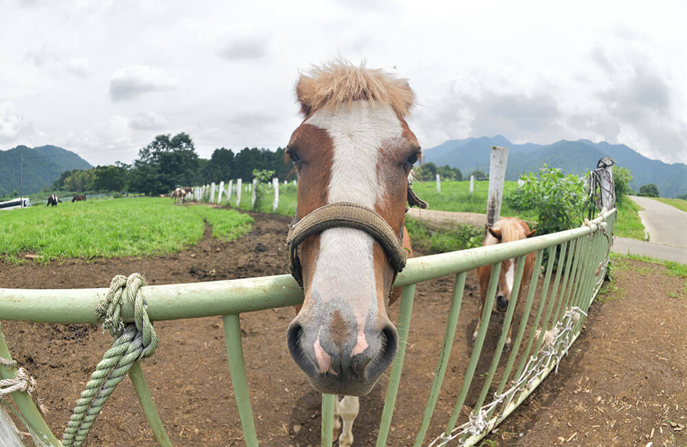 カメラを見つめる牧場のお馬さん