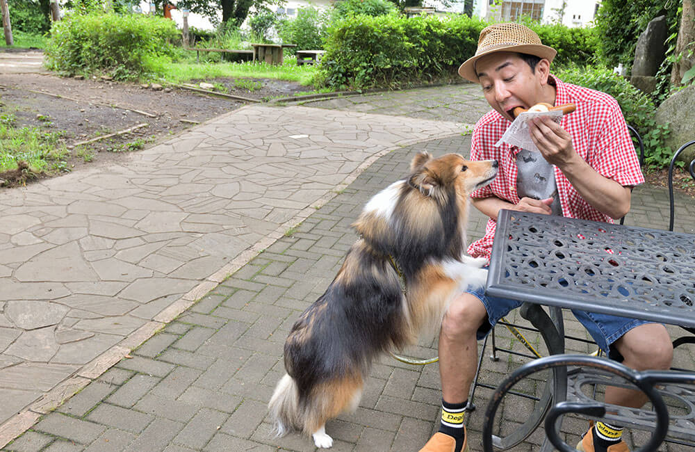 愛犬と立ち寄った牧場でのワンシーン。大きなホットドッグを頬張る松本さんにそれ頂戴と顔を近づけるスタッフ犬「アンディ(シェルティ)」